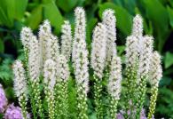 Многолетний цветок лиатрис — великолепный вертикальный акцент С чем сочетается лиатрис